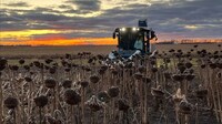 Single-Plot Sunflower Harvesting Innovations Image 1