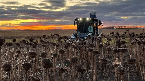Single-Plot Sunflower Harvesting Innovations