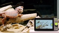 Connected Reptile Habitat Controllers Image 5