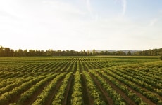 Low Carbon Fertilizer Alliances Article Thumbnail