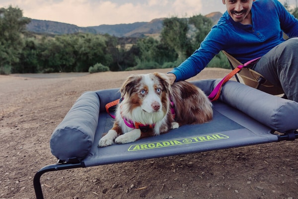 Summer-Forward Pet Collections