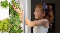 Small Space Hydroponic Systems Image 4