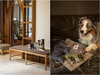 Pet-Honoring Toronto Hotels Image 1