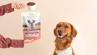 Air-Dried Dog Foods