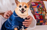 Luxury Pet Hotel Experiences