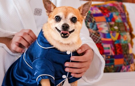 Luxury Pet Hotel Experiences