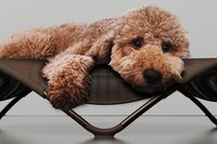 Zero-Gravity Dog Beds Image 2