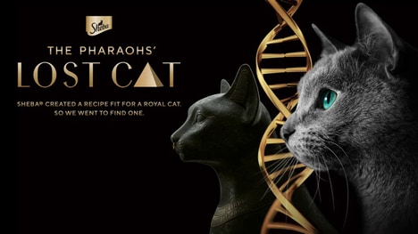 AI-Powered Cat Analyzers