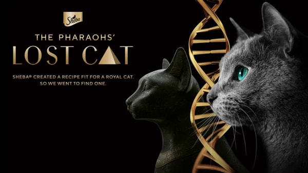 AI-Powered Cat Analyzers