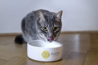 Cultivated Mouse Cat Foods