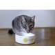 Cultivated Mouse Cat Foods Image 1