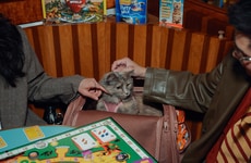 Feline Adventure Board Games