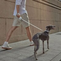 Smart Retractable Leashes