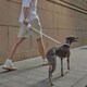 Smart Retractable Leashes Image 1