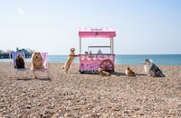 Plant-Based Dog Ice Creams Image 2