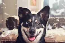 Human-Grade Pet Food Campaigns