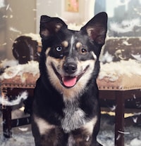 Human-Grade Pet Food Campaigns Image 1