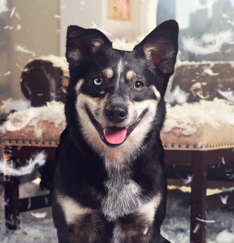 Human-Grade Pet Food Campaigns