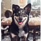 Human-Grade Pet Food Campaigns Image 1