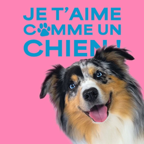 Dog-Focused Retail Experiences