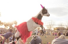 Banana-Promoting Goat Yoga Sessions