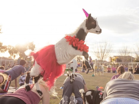 Banana-Promoting Goat Yoga Sessions