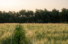 Revived Sustainable Farms