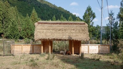 Thatched-Roof Wooden Huts