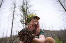 Massive Tree-Planting Initiatives