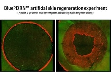 Plant-Based Skin Regeneration Compounds
