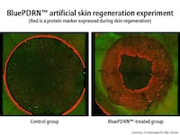 Plant-Based Skin Regeneration Compounds