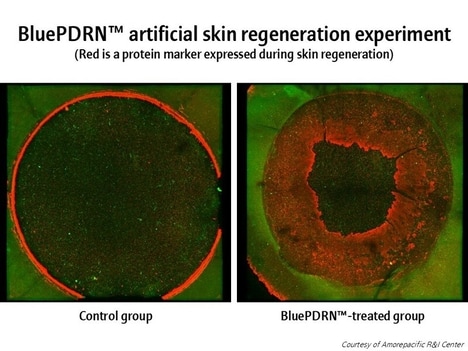 Plant-Based Skin Regeneration Compounds