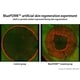 Plant-Based Skin Regeneration Compounds Image 1