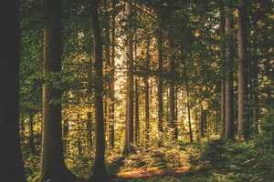 Forest Management Investment Funds Article Thubnail