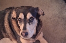 Pet Cancer-Focused Initiatives