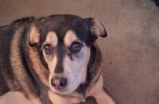 Pet Cancer-Focused Initiatives
