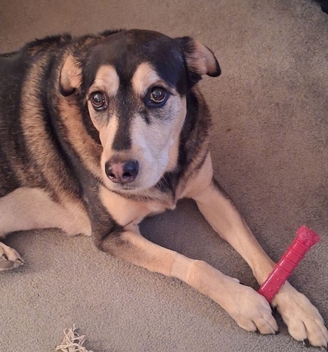 Pet Cancer-Focused Initiatives