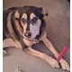 Pet Cancer-Focused Initiatives Image 1
