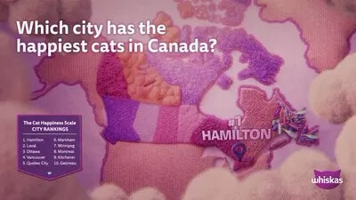 Research-Backed Cat Happiness Scales