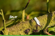 Pest Mating Interruption Solutions