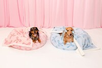 Whimsical Printed Pet Collections Image 1