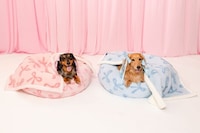 Whimsical Printed Pet Collections