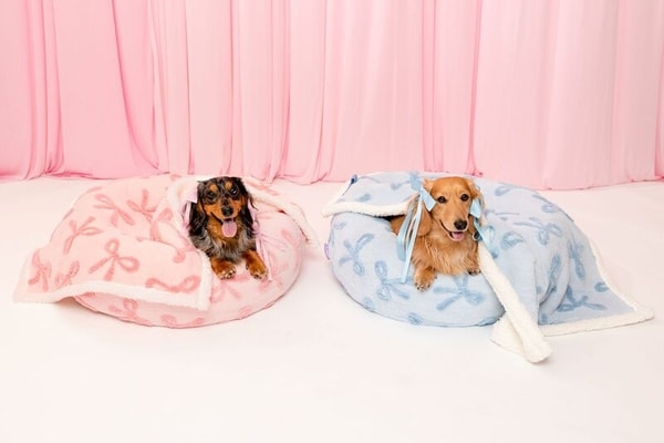 Whimsical Printed Pet Collections