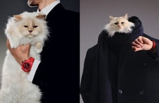 Cat-Starred Watch Campaigns