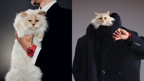 Cat-Starred Watch Campaigns