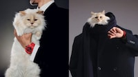Cat-Starred Watch Campaigns
