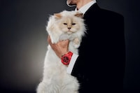 Cat-Starred Watch Campaigns Image 2