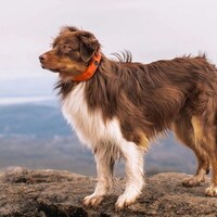 AI-Powered Dog Collars Image 2