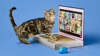 Affordable Pet Products
