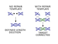 Genome Editing Platforms Image 3